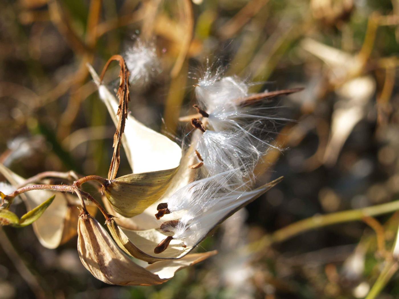 Swallow-wort fruit